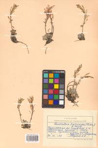 Christolea parryoides (Cham.) N. Busch, Siberia, Chukotka & Kamchatka (S7) (Russia)