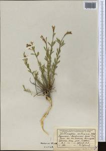 Diarthron antoninae (Pobed.) Kit Tan, Middle Asia, Kopet Dag, Badkhyz, Small & Great Balkhan (M1) (Turkmenistan)