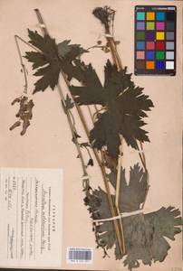 Aconitum lycoctonum subsp. moldavicum (Hacq.) Jalas, Eastern Europe (no precise locality) (E0)
