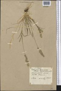 Eragrostis, Middle Asia, Muyunkumy, Balkhash & Betpak-Dala (M9) (Kazakhstan)