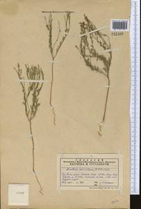 Diarthron vesiculosum (Fisch. & C. A. Mey.) C. A. Mey., Middle Asia, Western Tian Shan & Karatau (M3) (Kazakhstan)