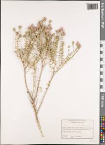 Thymbra capitata (L.) Cav., Western Europe (EUR) (Greece)