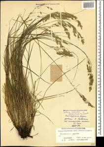 Festuca caucasica (Boiss.) Hack. ex Boiss., Caucasus, North Ossetia, Ingushetia & Chechnya (K1c) (Russia)