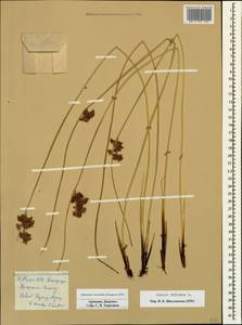 Juncus inflexus L., Caucasus, Armenia (K5) (Armenia)