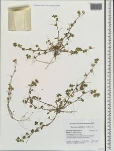 Medicago rigidula (L.)All., Crimea (KRYM) (Russia)