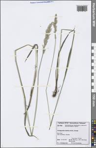 Arctagrostis latifolia (R.Br.) Griseb., Siberia, Central Siberia (S3) (Russia)