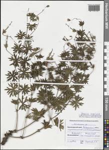 Geranium sanguineum L., Caucasus, Black Sea Shore (from Novorossiysk to Adler) (K3) (Russia)