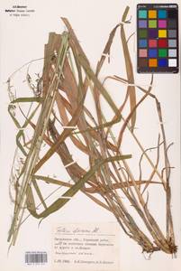 Festuca altissima All., Eastern Europe, Western region (E3) (Russia)
