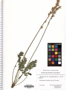 Oxytropis spicata (Pall.) O.Fedtsch. & B.Fedtsch., Eastern Europe, Eastern region (E10) (Russia)