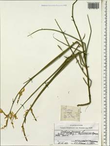 Spartium junceum L., South Asia, South Asia (Asia outside ex-Soviet states and Mongolia) (ASIA) (Turkey)