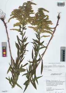 Solidago canadensis L., Siberia, Altai & Sayany Mountains (S2) (Russia)