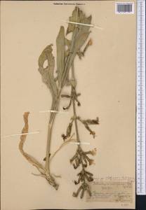 Silene suaveolens Turcz. ex Kar. & Kir., Middle Asia, Western Tian Shan & Karatau (M3) (Kazakhstan)