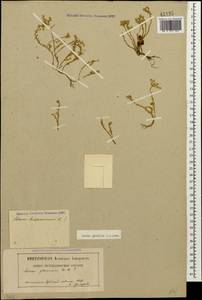 Sedum gracile C. A. Mey., Caucasus, North Ossetia, Ingushetia & Chechnya (K1c) (Russia)