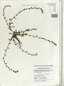 Polygonum aviculare subsp. neglectum (Besser) Arcang., Eastern Europe, Northern region (E1) (Russia)