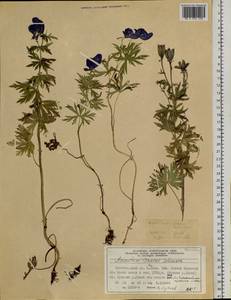 Aconitum paskoi Vorosch., Siberia, Altai & Sayany Mountains (S2) (Russia)