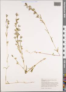 Lomatogonium rotatum (L.) Fries ex Fern., Siberia, Chukotka & Kamchatka (S7) (Russia)
