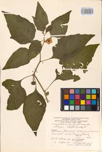 MHA 0 158 567, Atropa belladonna L., Eastern Europe, West Ukrainian region (E13) (Ukraine)