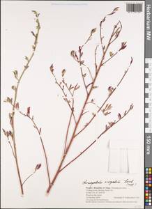 Chenopodium acuminatum Willd., South Asia, South Asia (Asia outside ex-Soviet states and Mongolia) (ASIA) (China)