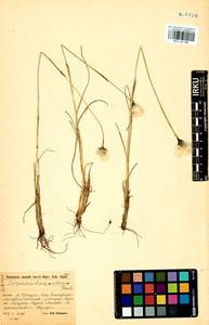 Eriophorum brachyantherum Trautv. & C.A.Mey., Siberia, Baikal & Transbaikal region (S4) (Russia)