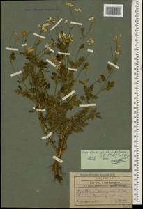 Tanacetum parthenium (L.) Sch. Bip., Caucasus, Armenia (K5) (Armenia)