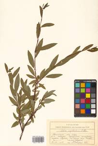 Salix saposhnikovii A. K. Skvortsov, Siberia, Central Siberia (S3) (Russia)