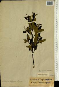 Noltea africana (L.) Rchb. fil. ex Harv. & Sond., Africa (AFR) (South Africa)