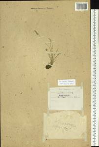 Poa supina Schrad., Siberia, Baikal & Transbaikal region (S4) (Russia)