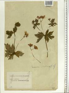 Geranium sylvaticum L., Eastern Europe, Moscow region (E4a) (Russia)