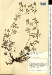 Potentilla argentea L., Eastern Europe, South Ukrainian region (E12) (Ukraine)