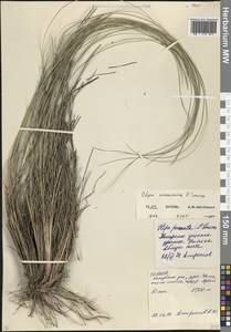 Stipa ucrainica P.A.Smirn., Caucasus, North Ossetia, Ingushetia & Chechnya (K1c) (Russia)