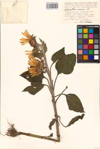 Helianthus annuus L., Eastern Europe, Lower Volga region (E9) (Russia)