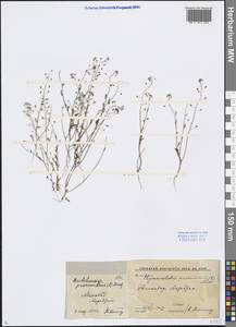Hornungia procumbens (L.) Hayek, Middle Asia, Karakum (M6) (Turkmenistan)