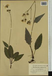 Hieracium lachenalii subsp. pseudopollichiae (Oborny & Zahn) Zahn, Western Europe (EUR) (Czech Republic)