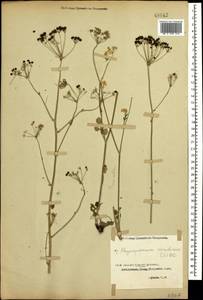 Physospermum cornubiense (L.) DC., Caucasus, Georgia (K4) (Georgia)