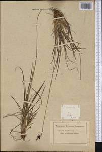 Carex stylosa C.A.Mey., America (AMER) (United States)