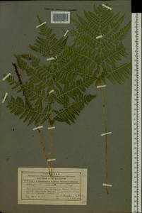 Diplazium sibiricum (Turcz. ex Kunze) Sa.Kurata, Siberia, Altai & Sayany Mountains (S2) (Russia)