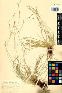 Carex lanceolata Boott, Siberia, Baikal & Transbaikal region (S4) (Russia)