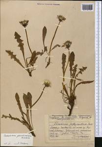 Taraxacum pseudoroseum Schischk., Middle Asia, Northern & Central Tian Shan (M4) (Kyrgyzstan)