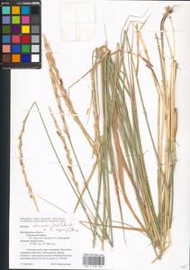 Thinoelymus mucronatus (Opiz) Banfi, Eastern Europe, Central forest-and-steppe region (E6) (Russia)