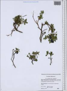 Vaccinium uliginosum L., Siberia, Western Siberia (S1) (Russia)