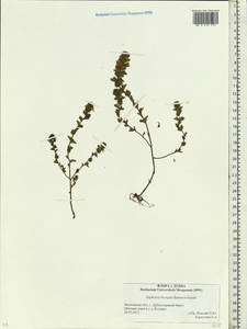 Euphrasia × vernalis List, Eastern Europe, Moscow region (E4a) (Russia)