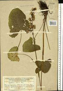 Ligularia sibirica (L.) Cass., Eastern Europe, Volga-Kama region (E7) (Russia)