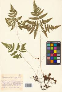 Gymnocarpium robertianum (Hoffm.) Newman, Siberia, Russian Far East (S6) (Russia)