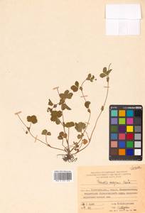 Potentilla centigrana Maxim., Siberia, Russian Far East (S6) (Russia)