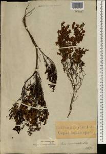 Erica canaliculata Andrews, Africa (AFR) (South Africa)