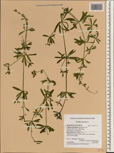 Galium aparine L., South Asia, South Asia (Asia outside ex-Soviet states and Mongolia) (ASIA) (Cyprus)