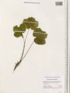 Heracleum sphondylium subsp. sibiricum (L.) Simonk., Eastern Europe, Central forest region (E5) (Russia)