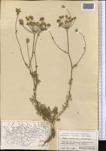 Oedibasis tamerlanii (Lipsky) Korovin ex Nevski, Middle Asia, Pamir & Pamiro-Alai (M2) (Kyrgyzstan)