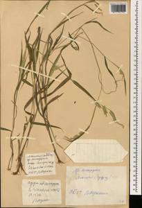 Eriochloa villosa (Thunb.) Kunth, South Asia, South Asia (Asia outside ex-Soviet states and Mongolia) (ASIA) (China)