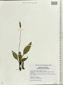 Plantago urvillei Opiz, Eastern Europe, Eastern region (E10) (Russia)